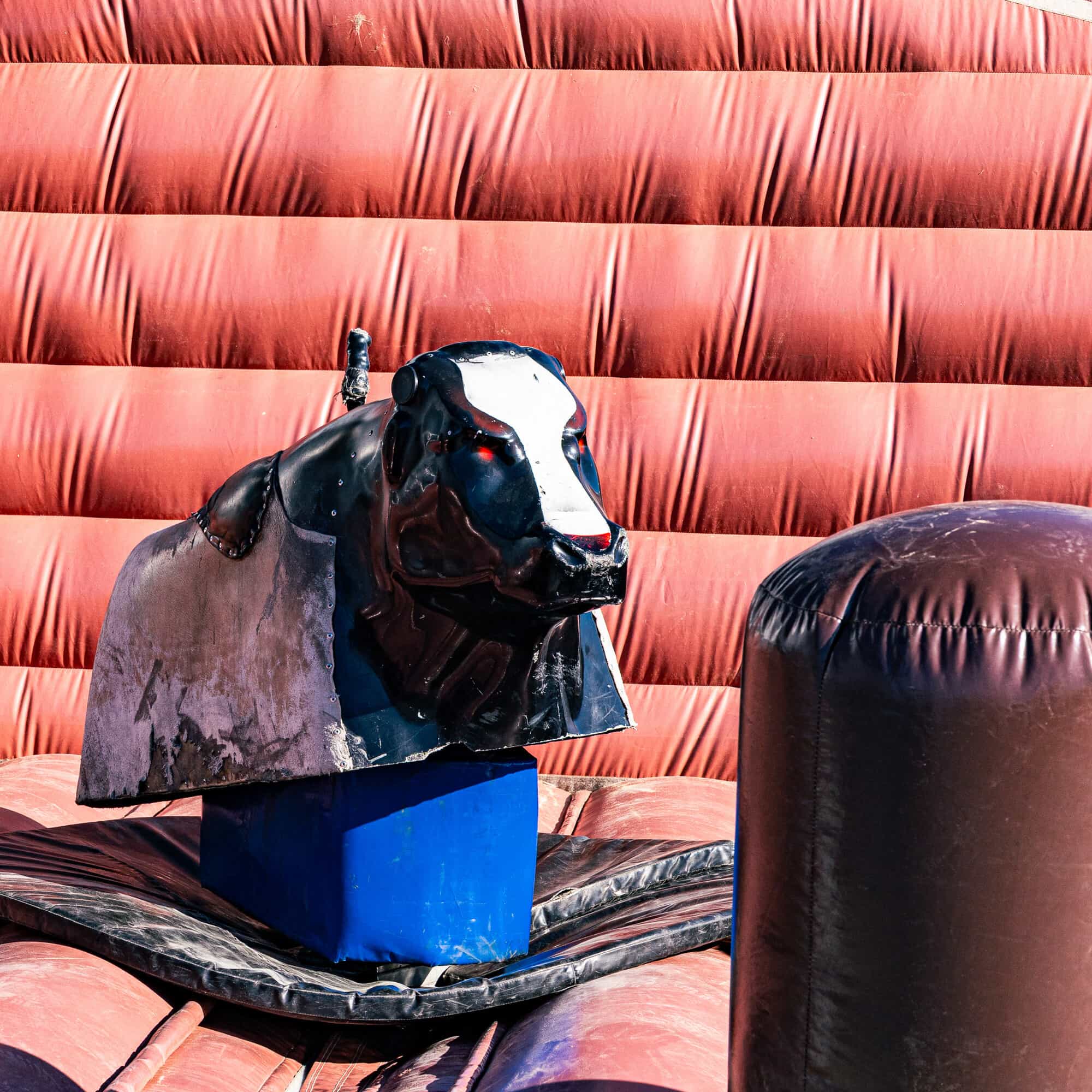 De grootste rodeostier verhuurder van Nederland